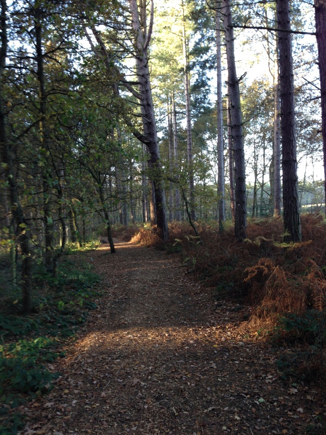 A view along the track at the back of Center Parcs